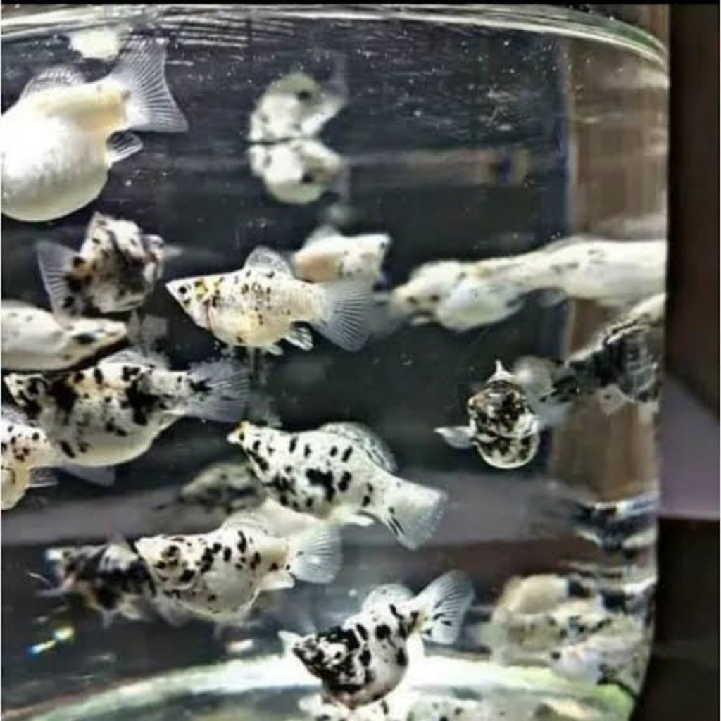 ikan molly balon [marble?