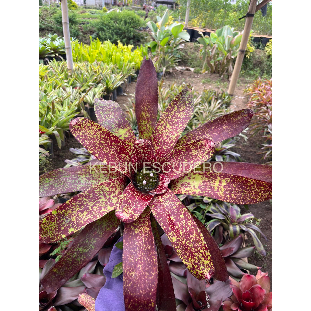 Bromelia Tiger Brazilian / Tanaman Hias Bromelia Tiger Brazilian Rimbun