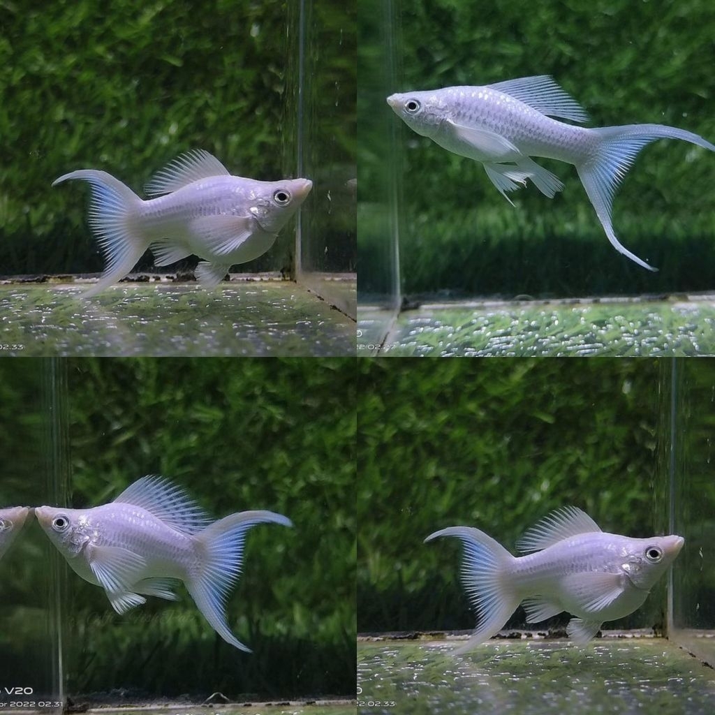 Ikan Hias Molly Cawang Molly Ekor Panjang Molly Slayer Molly Lyre Tail Molly Sunkist Cawang Molly Bl