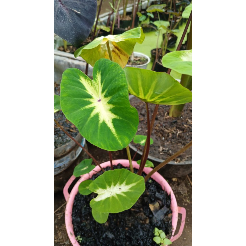 Anakan Colocasia Hybrid SBA LIGHT PILAR