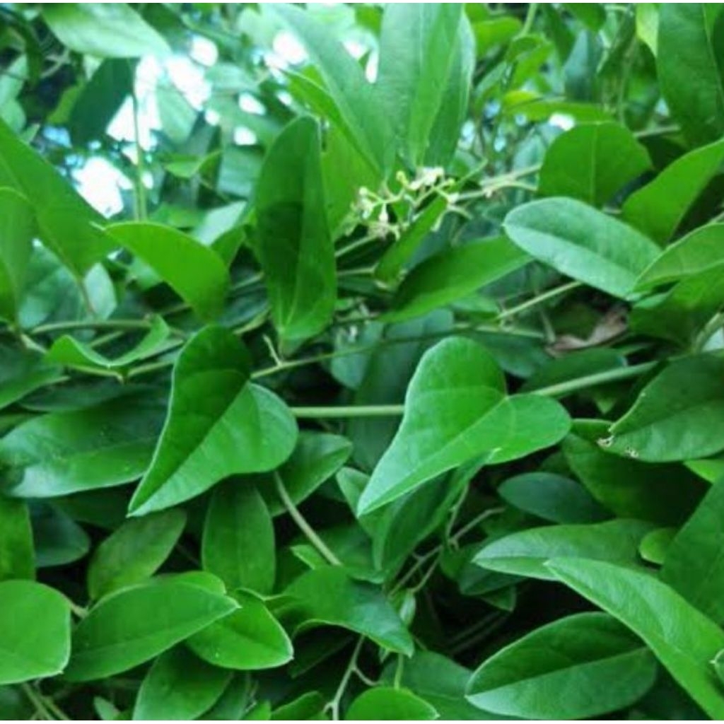 

daun cincau rambat hijau/100 lmbar