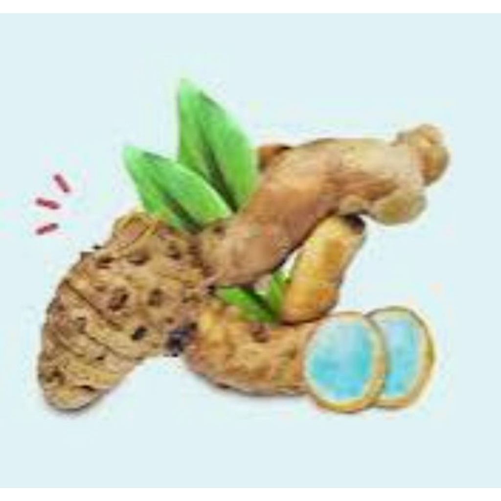 

temu hitam segar temu Ireng bahan jamu