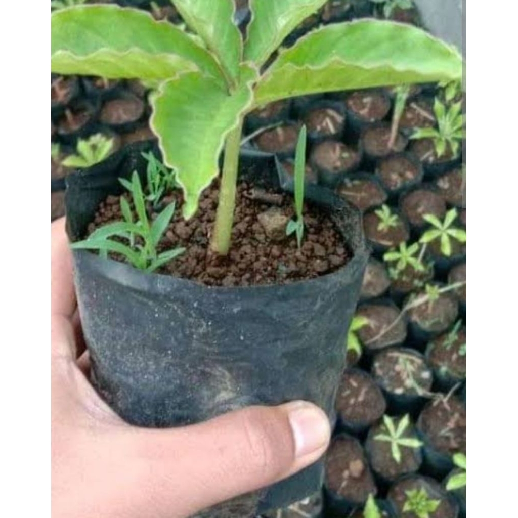 benih Porang berdaun