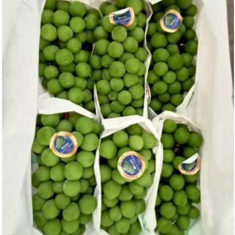 

GROSIR ANGGUR IJO MUSCAT MANISS DAN GARING NON BIJI GROSIR 1BOX