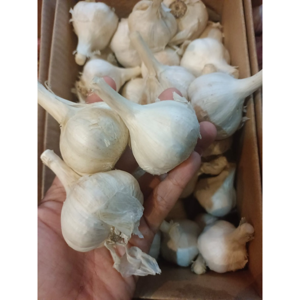 

Bawang putih Sinco kotor 500gr-1000gr Belum di Kupas Harga Lebih Murah Wanginya tahan lama