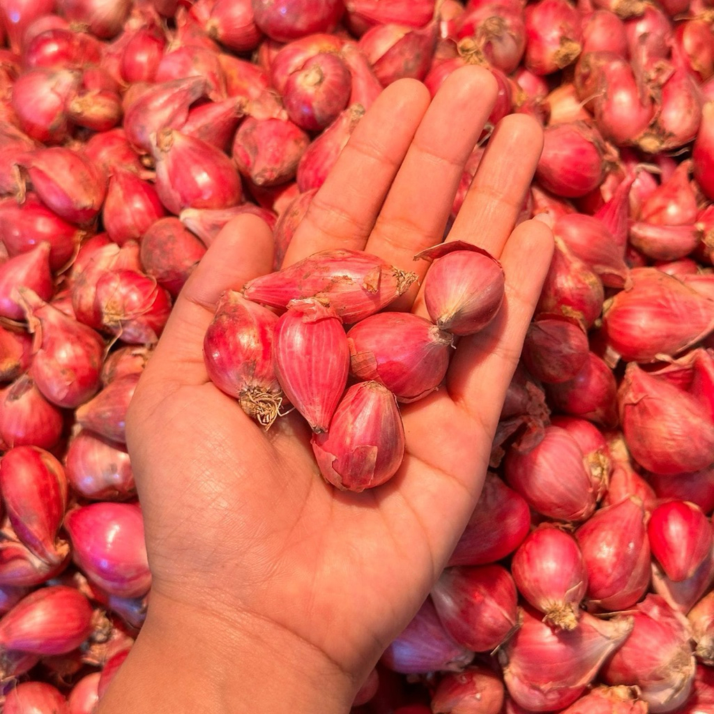 

Bawang Merah UK Besar Sedang Kecil 500gr-1000gr Murah kering