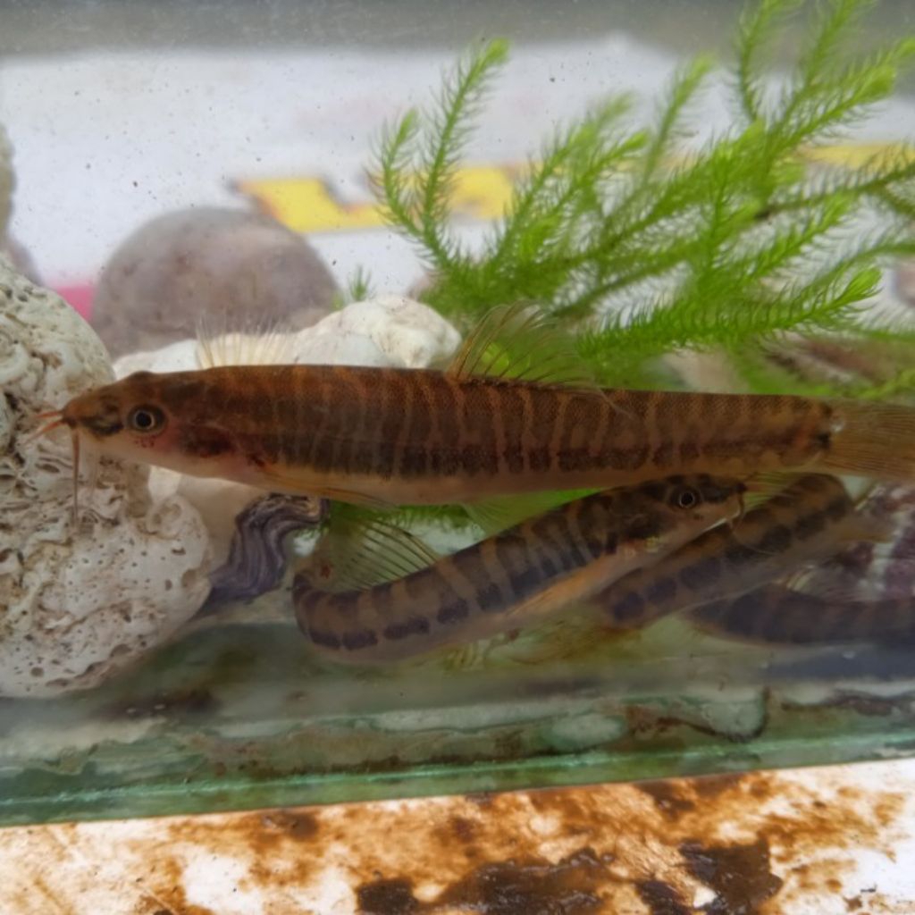 Uceng ikan hias akuarium