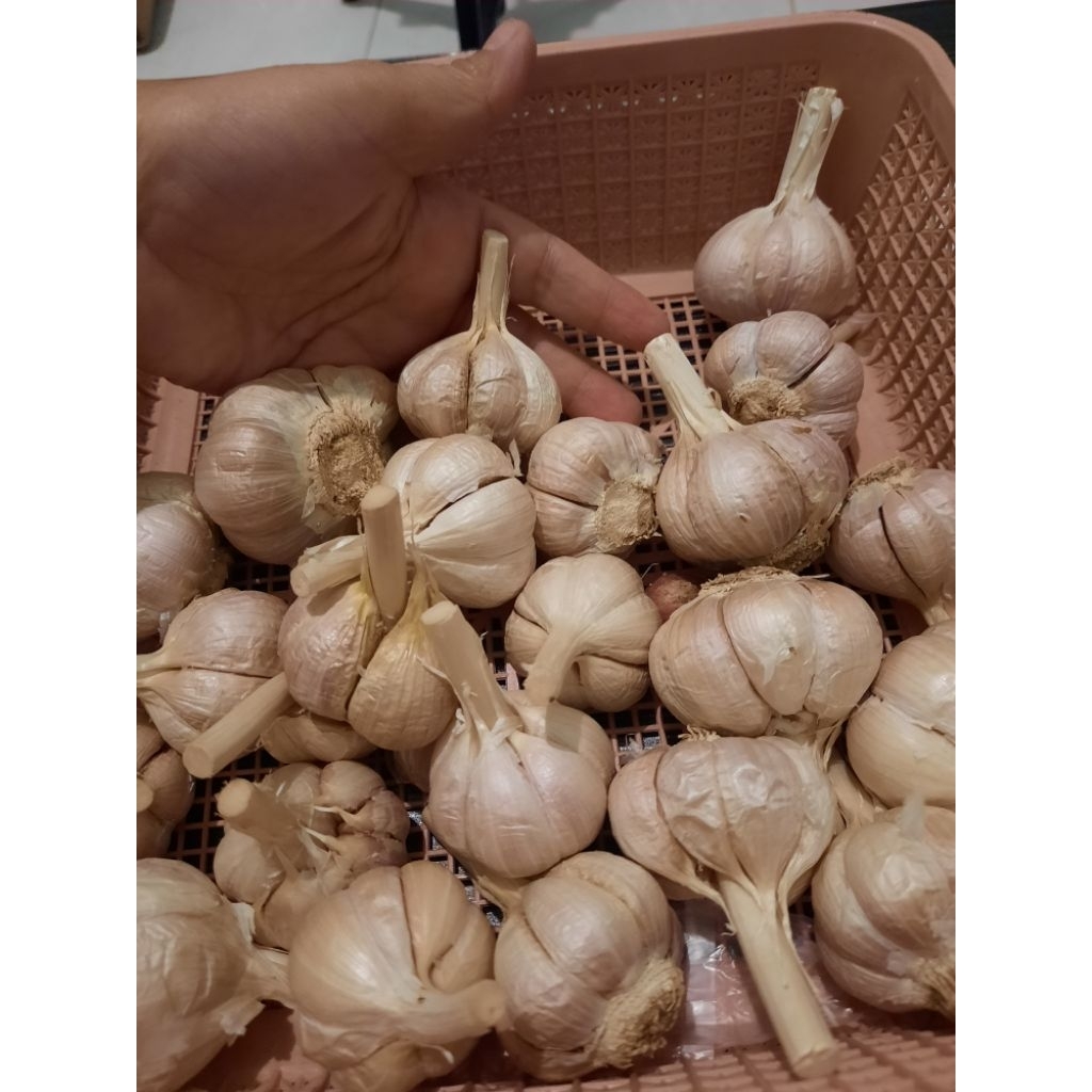 

bawang putih sinco kering bersih