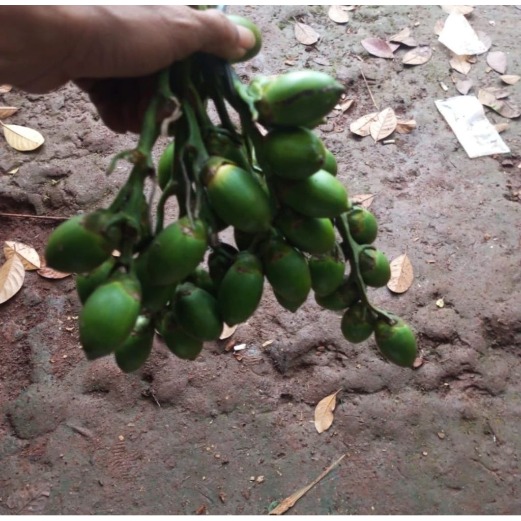 

Ready stok buah pinang muda segar fresh/500gram