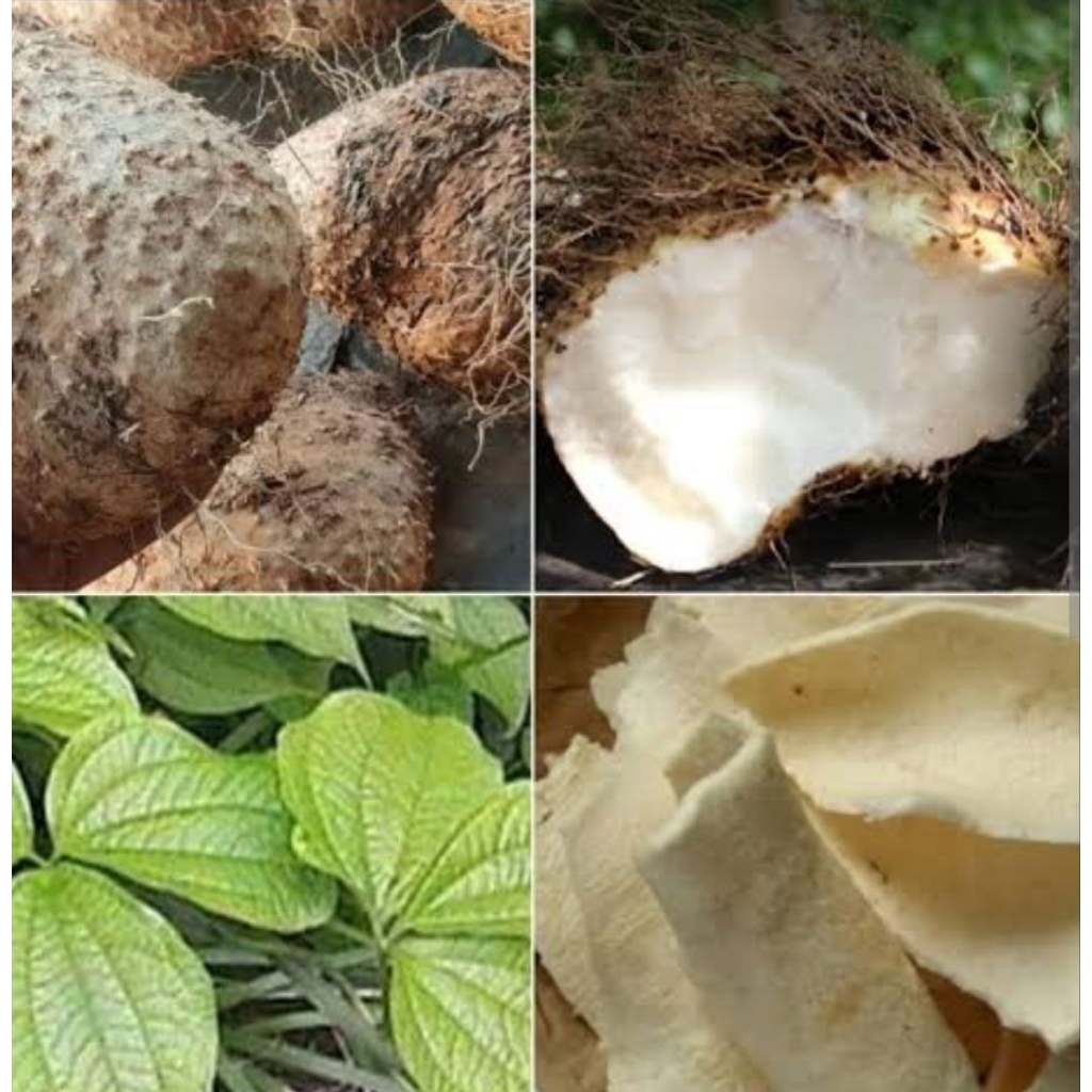

Umbi gadung