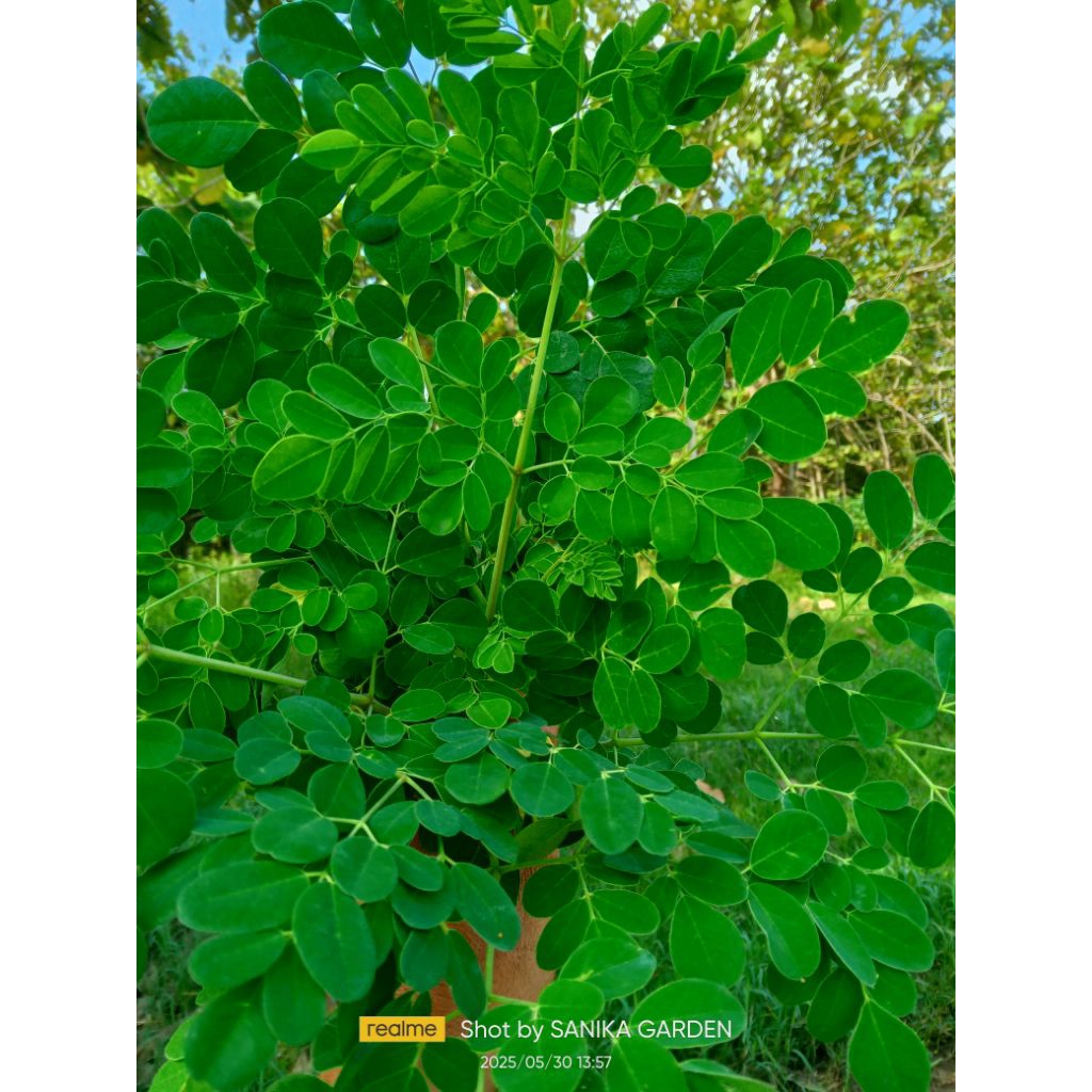 

DAUN KELOR FRES 250GR