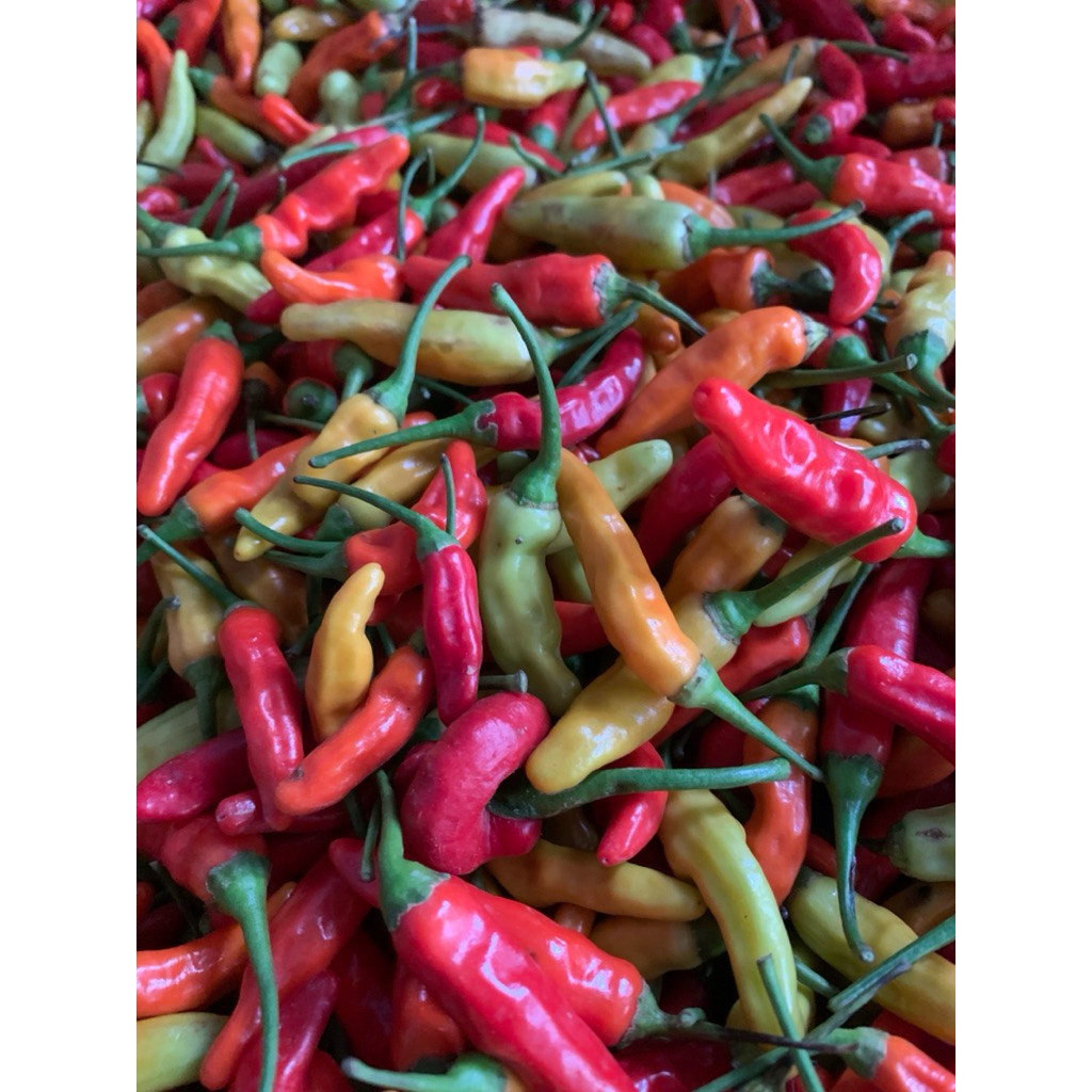 

Cabe rawit merah fresh (harga per 100gr-250gram)