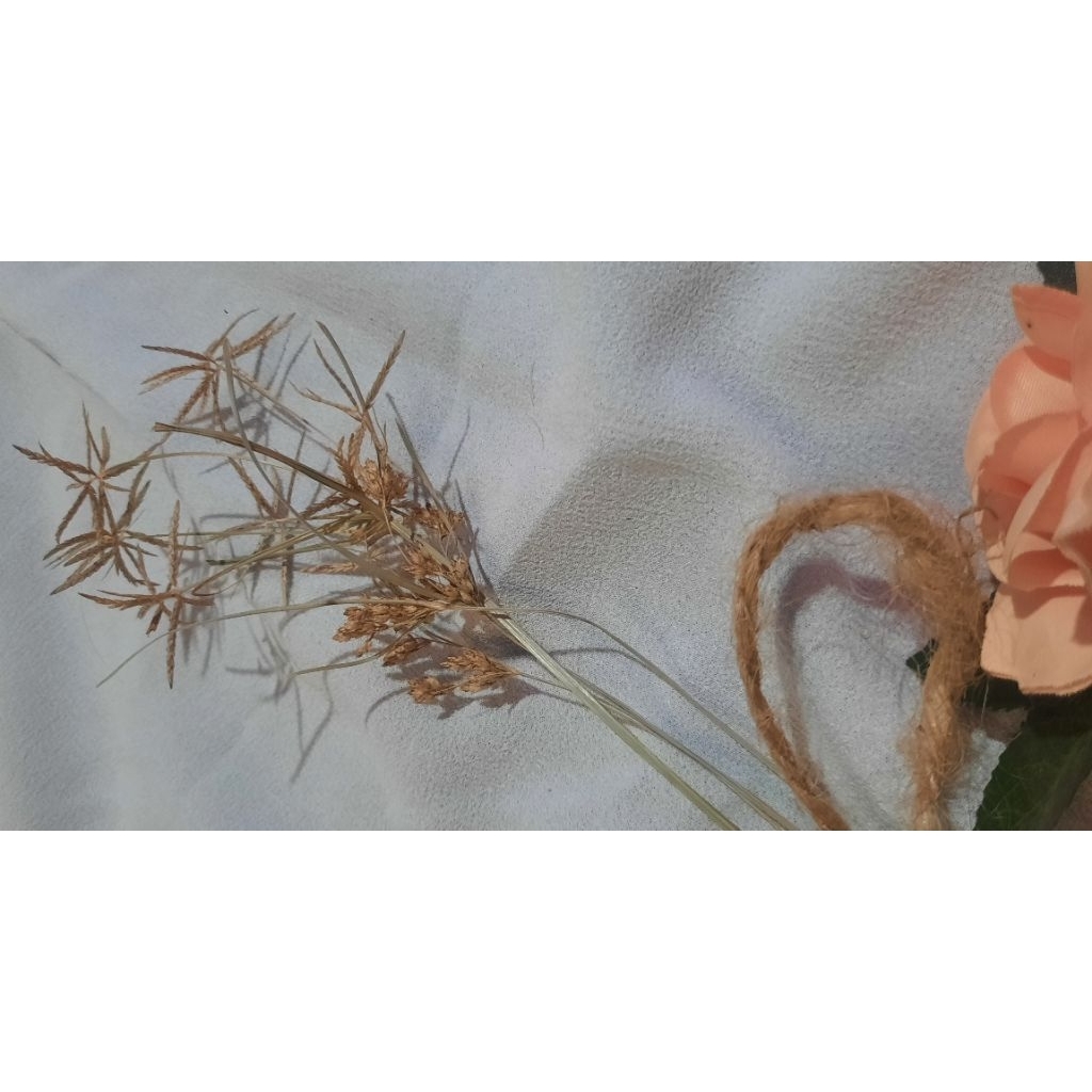 bunga kering/rumput kering Cyperus Rotundus