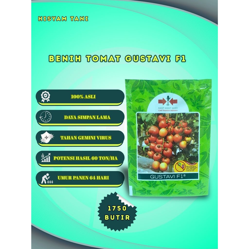 BENIH TOMAT GUSTAVI F1 CAP PANAH MERAH