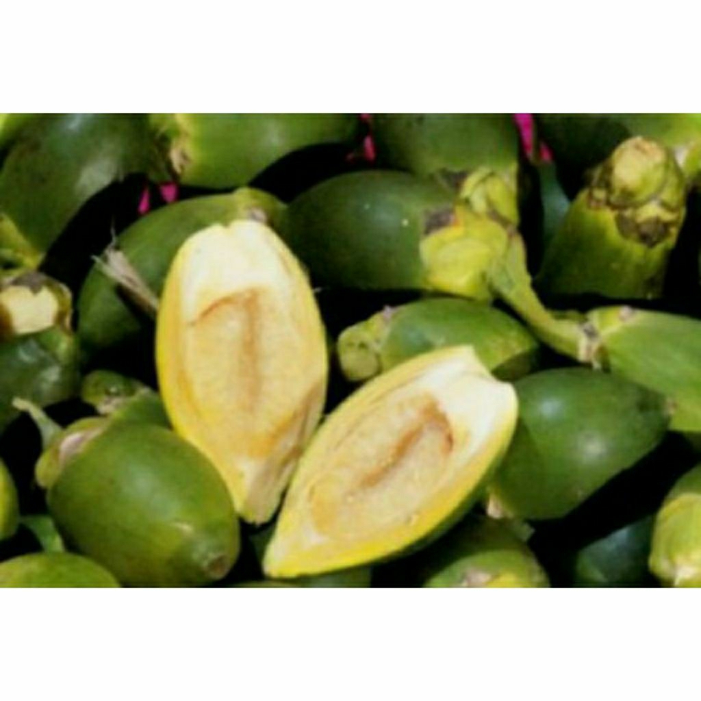 

Buah Pinang Muda Segar-jambe muda fresh 500gr