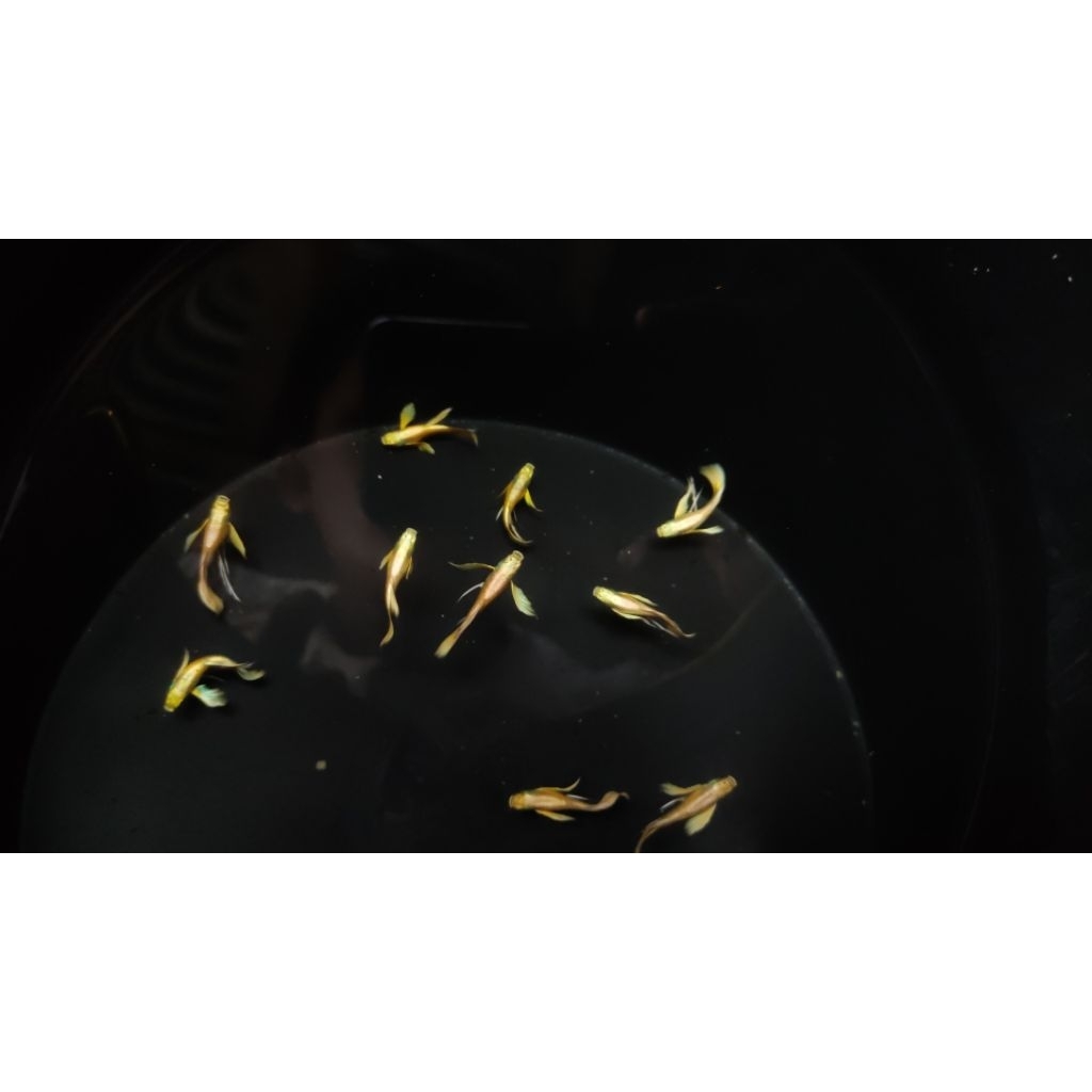 Plastik Guppy super gold ribon long ear