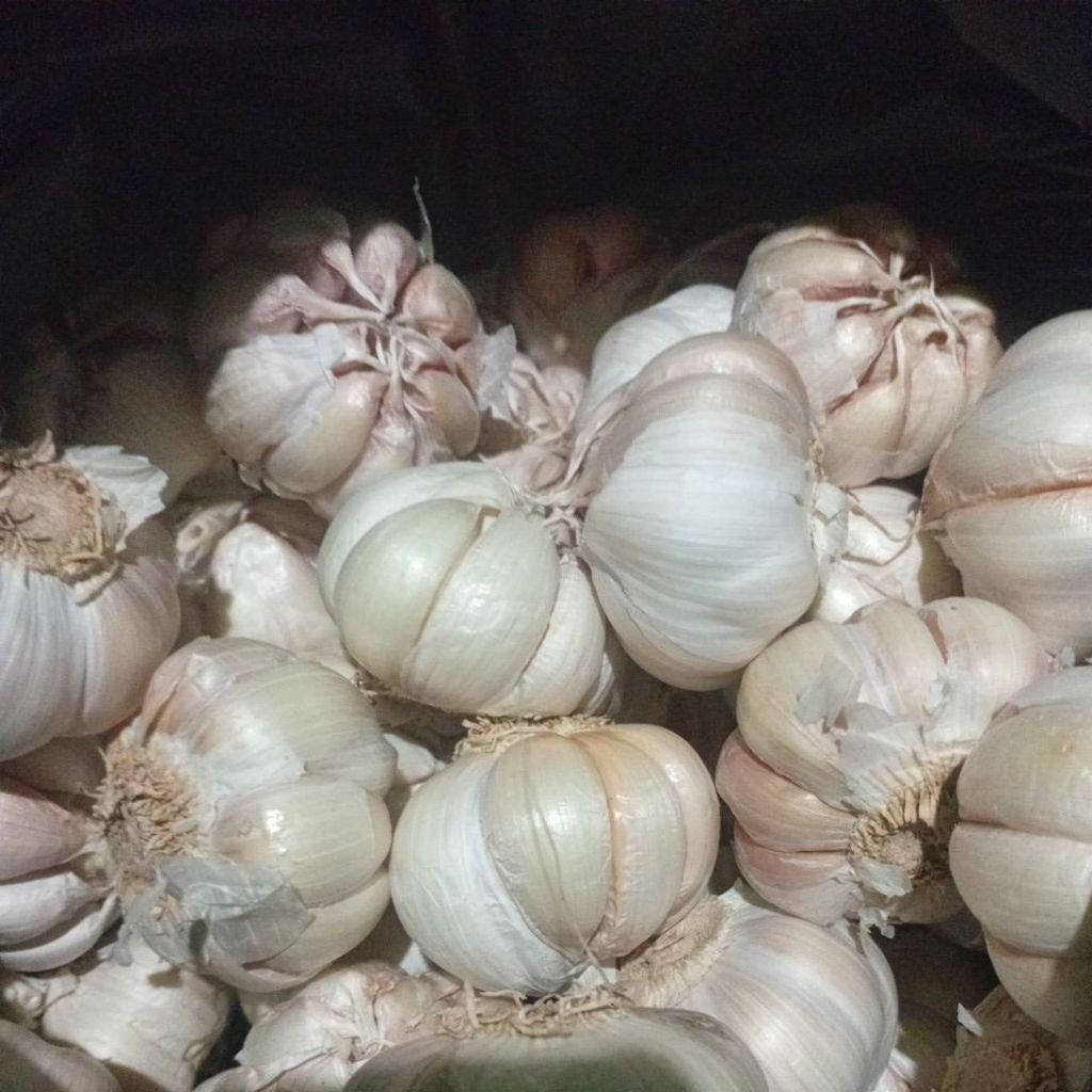 

bawang putih 1kg dan 1/2kg