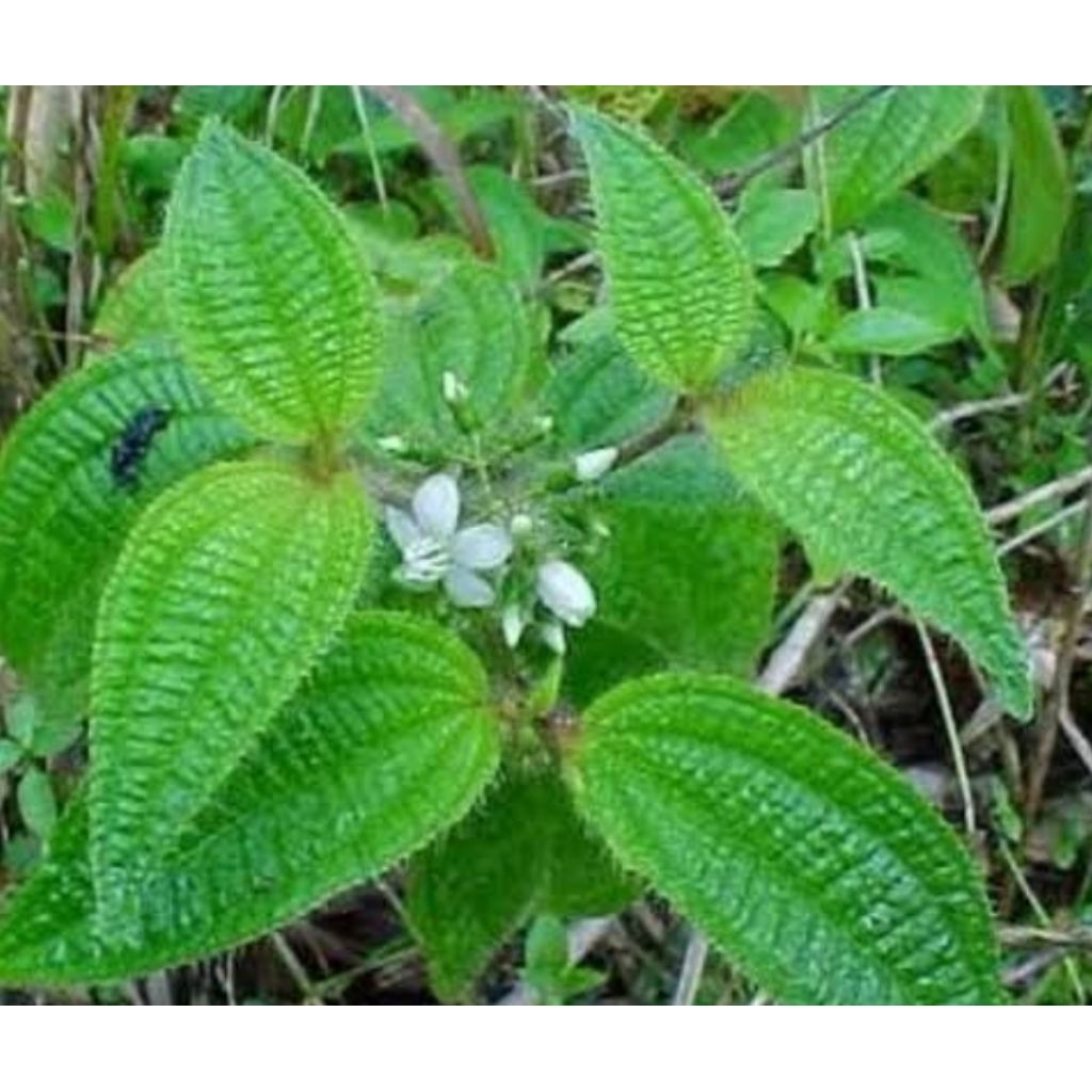 

Daun harendong bulu daun senduduk bulu segar 500 gram-az