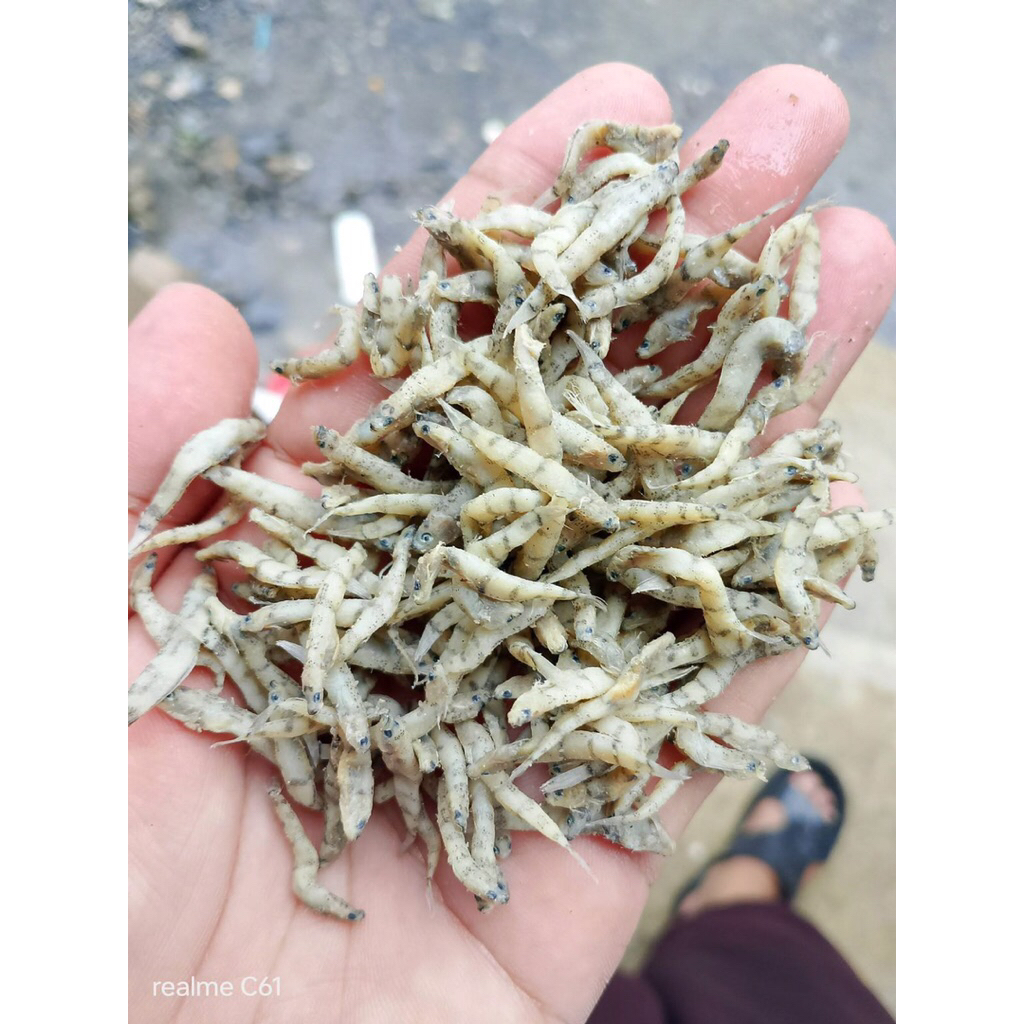 

IKAN DUO / PENJA’ ASLI PALU