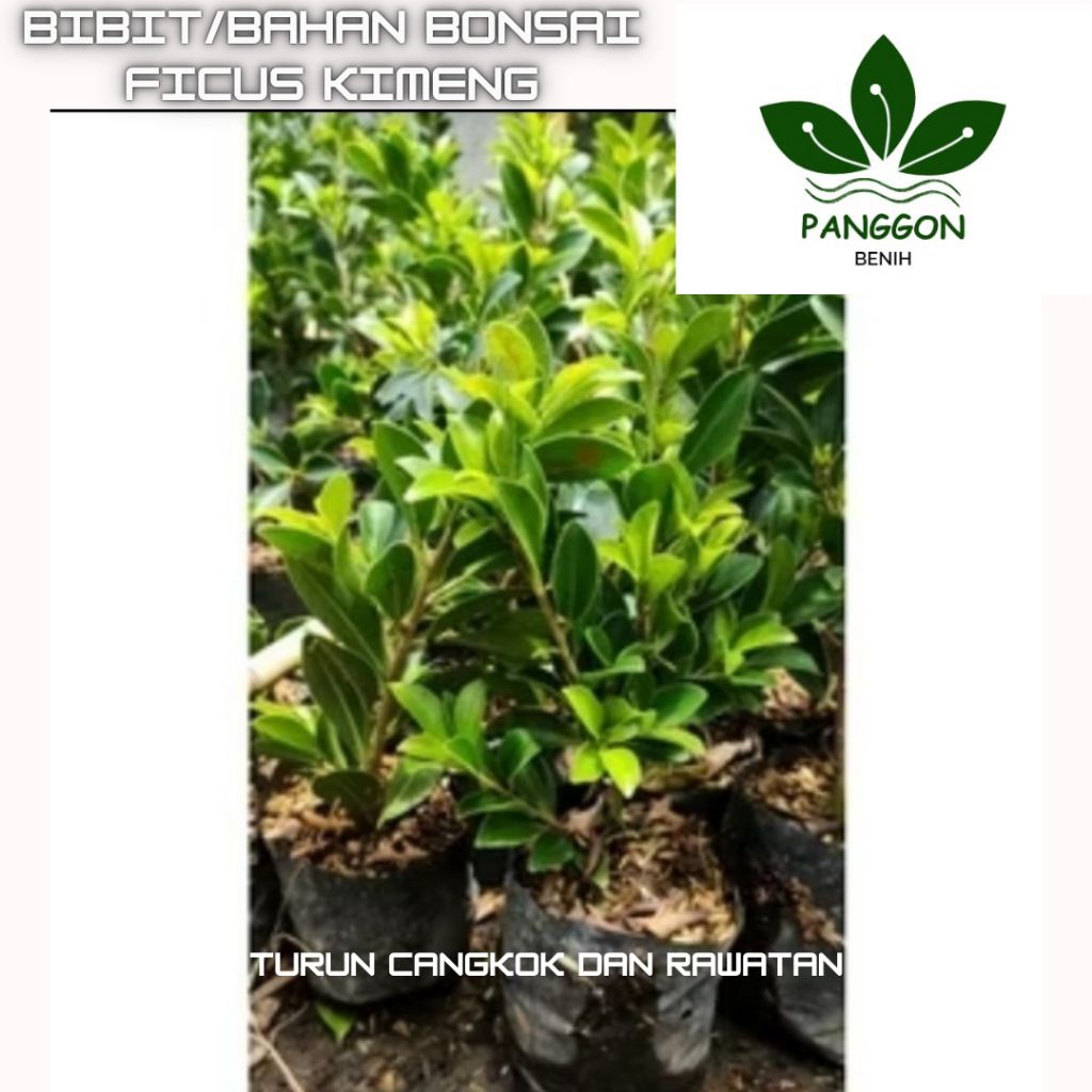 Bibit Bonsai Ficus elegan tinggi 15-25cm