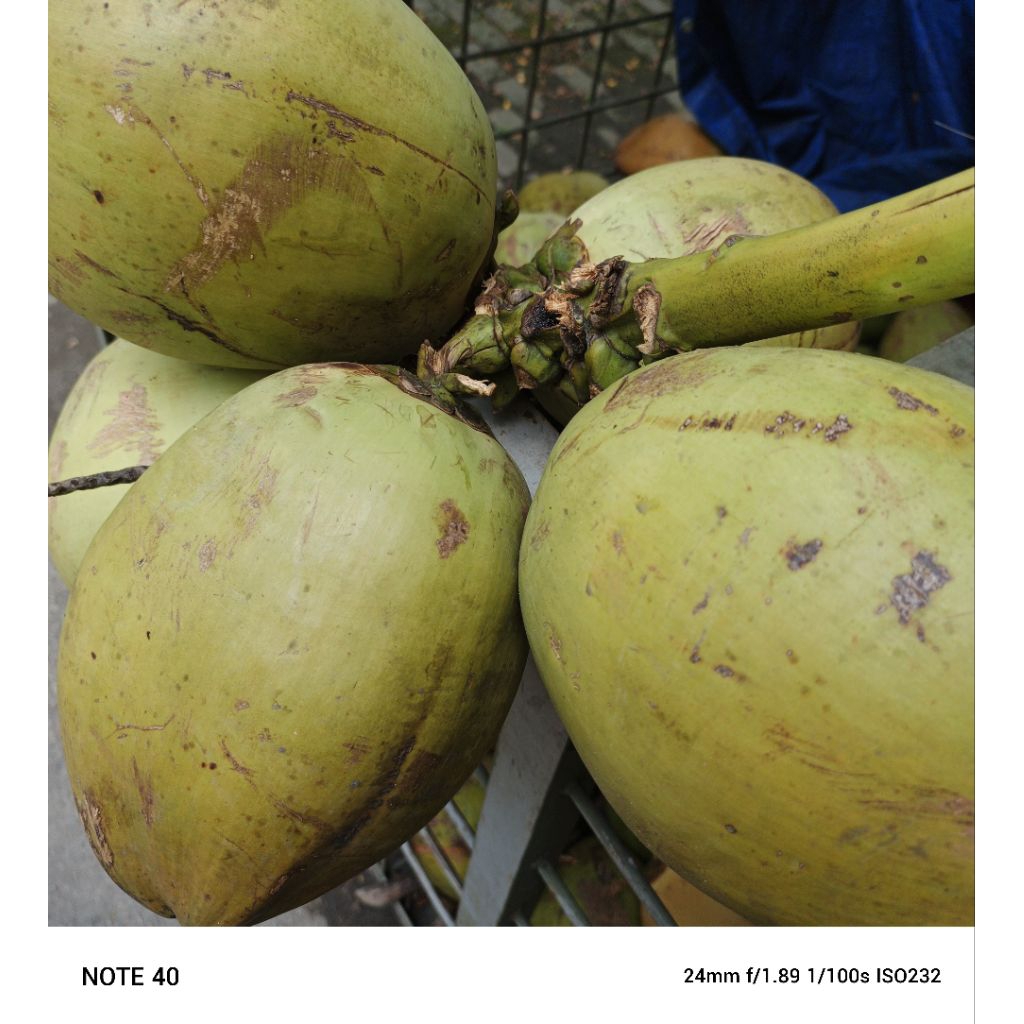 

Kelapa muda Utuh Segar 1 Pcs