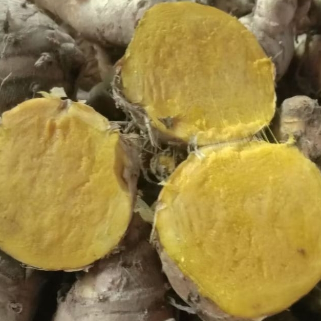 

temulawak segar fresh baru di ambil dari kebun