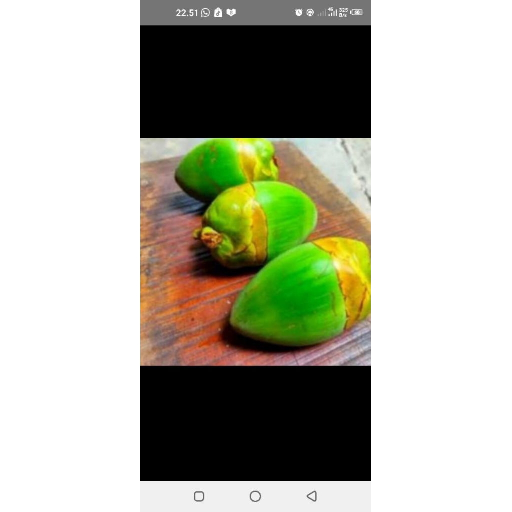 

termurah tembuluk kelapa/beluluk kelapa/buah kelapa