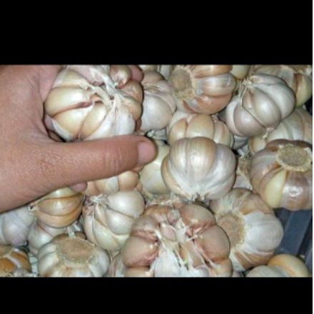 

Bawang Putih Sinco Kating