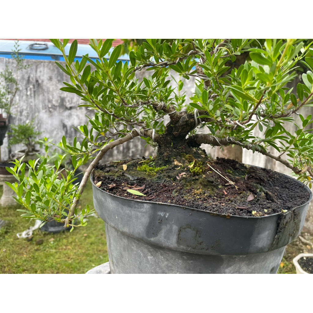 Bonsai Santigi Karang bogel Mame OTR ori