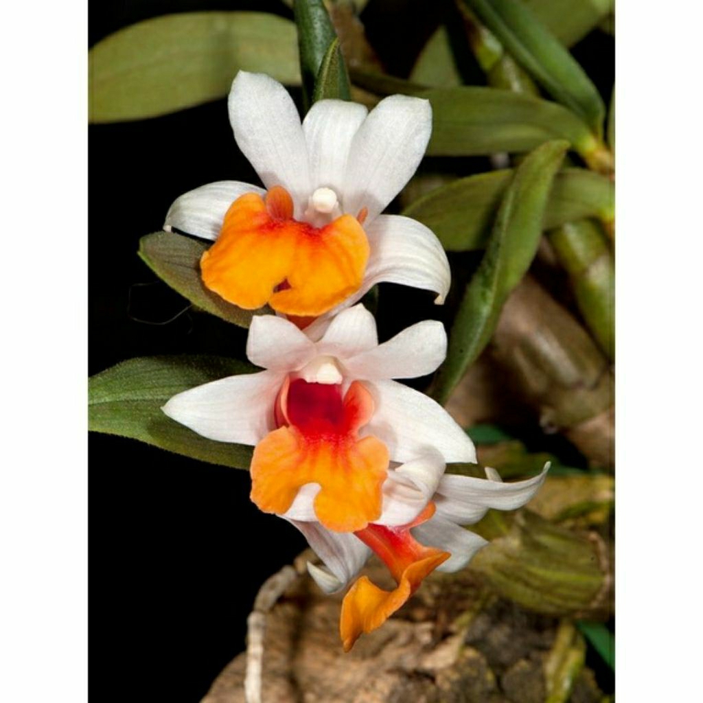 Seedling Anggrek Dendrobium Bellatulum - Anggrek Seedling