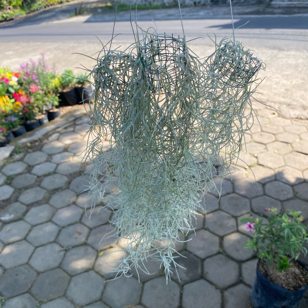 Tanaman Gantung Jenggot Musa , Paket 3 Jenggot musa– Tirai Hidup Rimbun, Panjang ±30 cmn