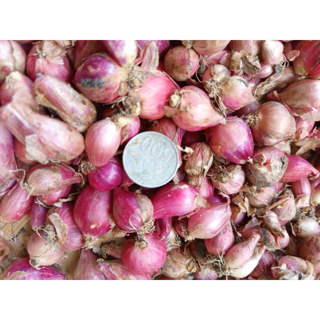 

Bawang Merah Nganjuk ukuran Tanggung Sedang campur