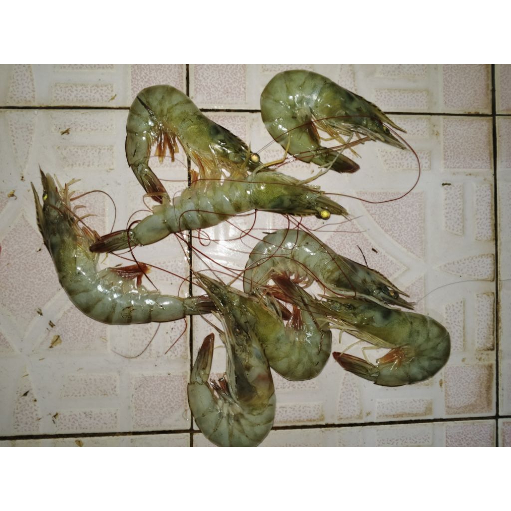 

udang fresh