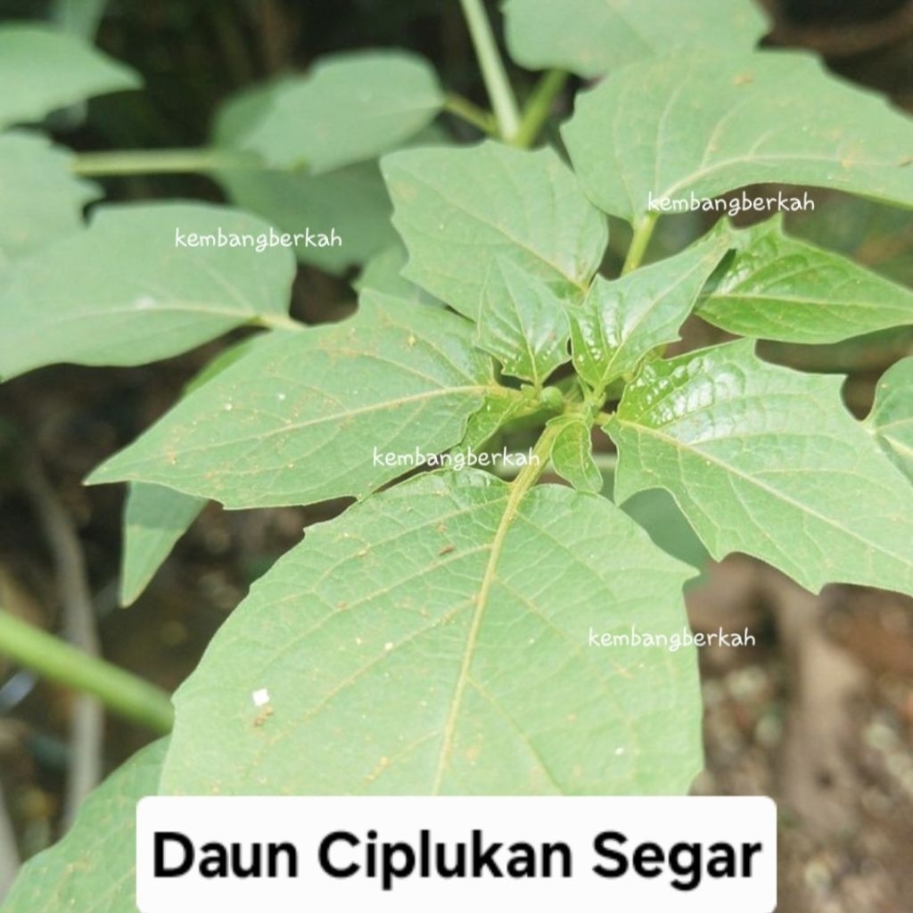 

Daun Ciplukan Segar 100 gram