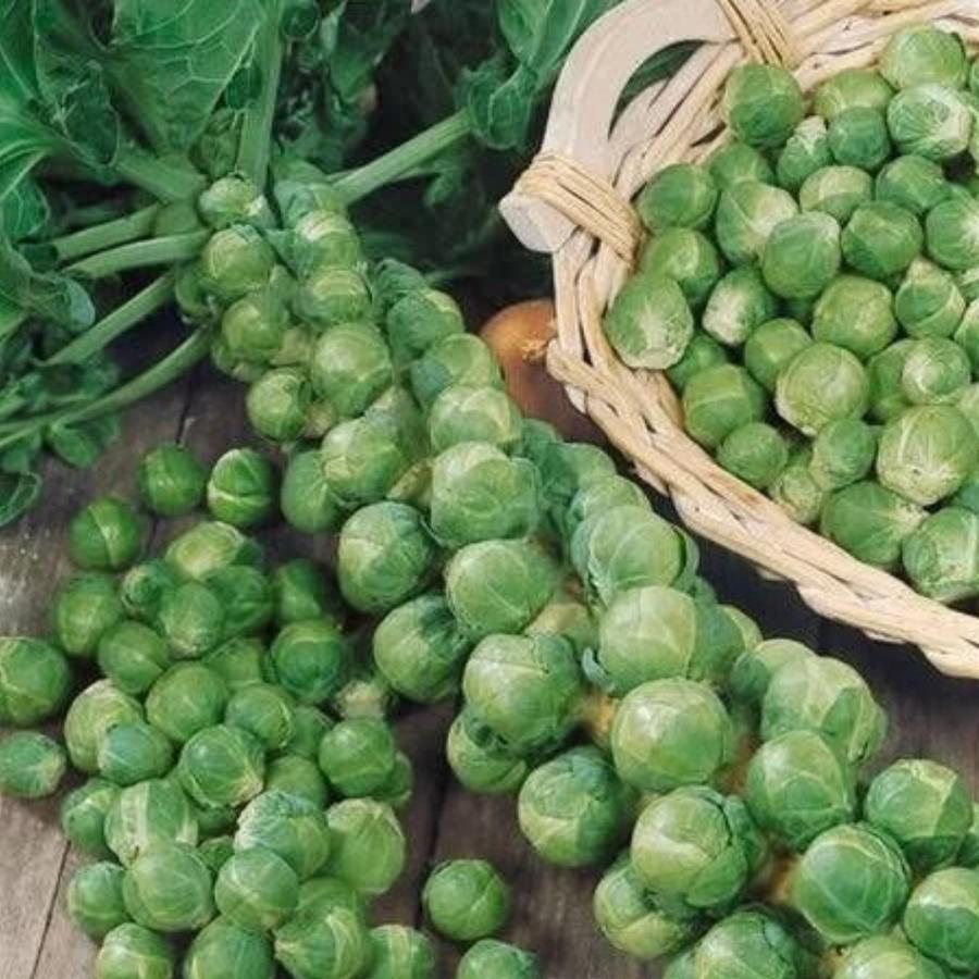 Lintang Gardening Benih Bibit Sayur Brussel Sprout / Kubis Mini