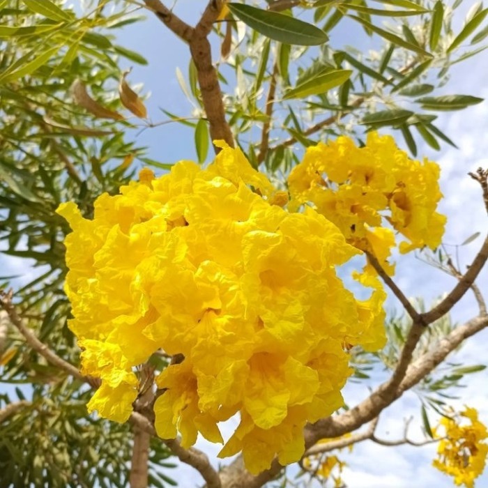 Tanaman Bunga Tabebuia Caraiba ( Kuning ) - Tabebuya Kuning - Bibit Pohon Tabebuya Kuning / Pohon Ta