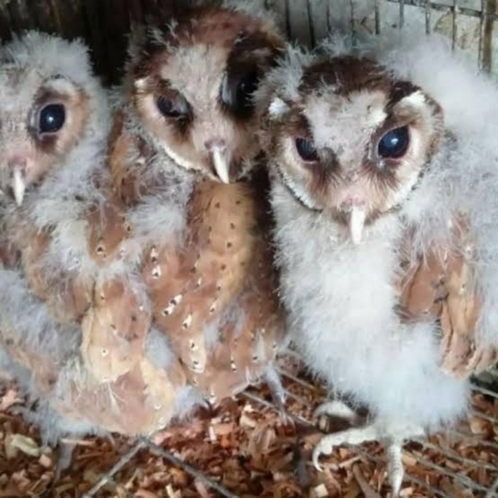 BURUNG HANTU OBAAYY / ORIENTALL BAYY OWL ANAKAN BC