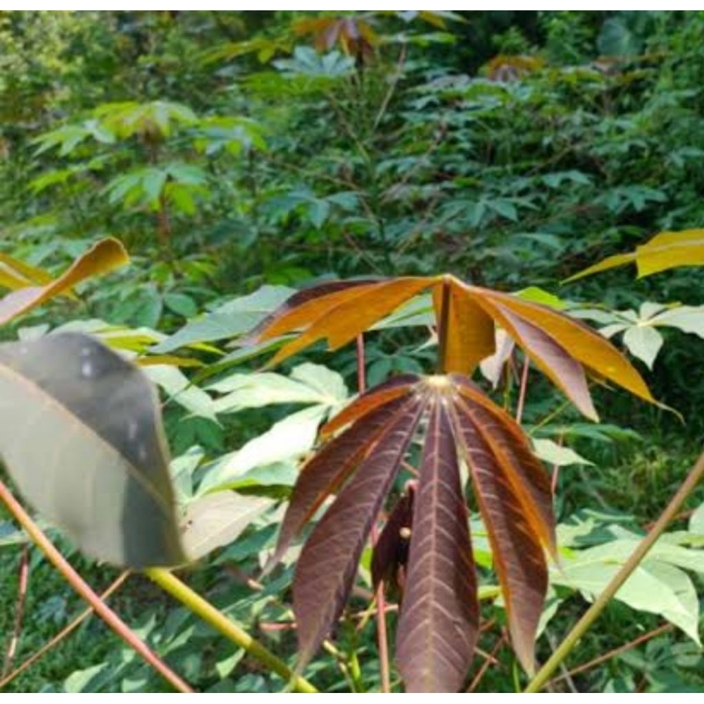 

Daun singkong racun segar daun singkong sapi kuru 500 gram-az