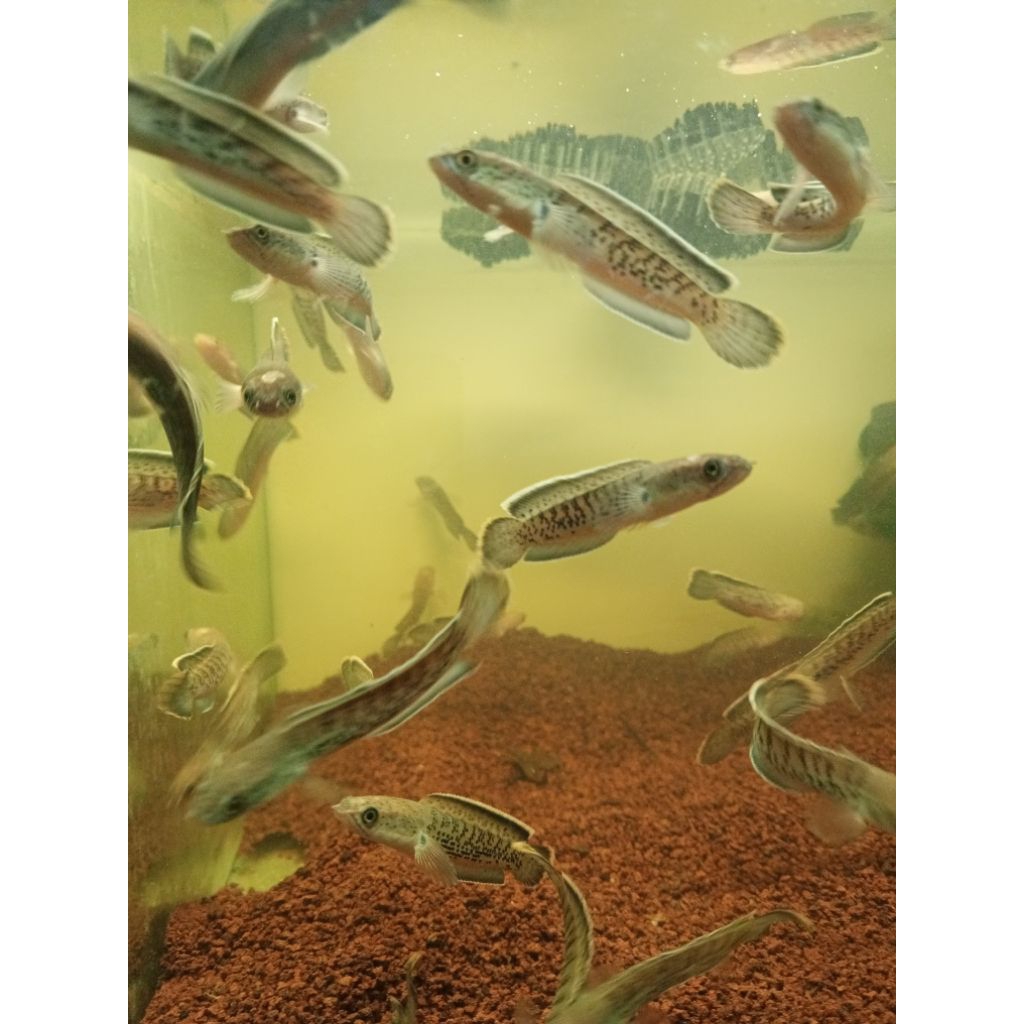 Chana Stewarti 6/7cm