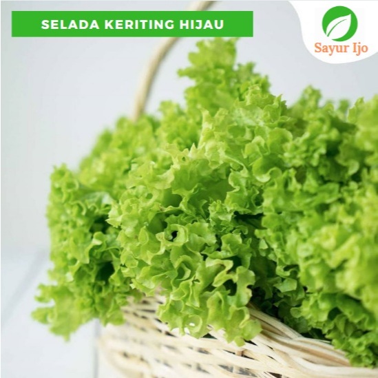 

Selada Keriting Hijau HYDRO -/+ 500 Gram / Pack Fresh Hidroponik Green Lettuce Sayur Hijau Hydroponics Segar