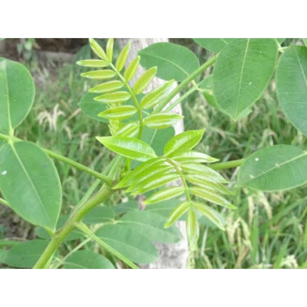 

pucuk daun muda kedondong hutan