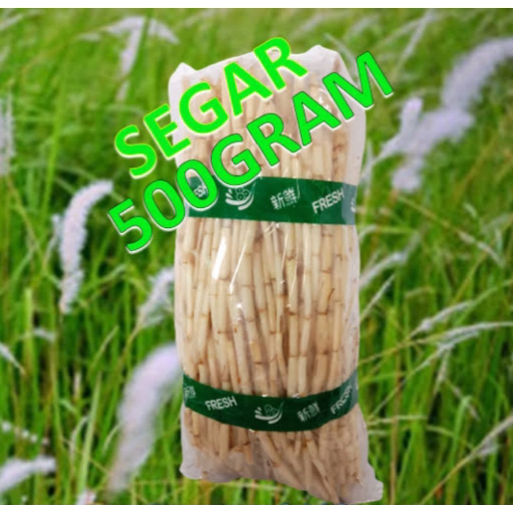 

akar alang alang obat herbal ginjal