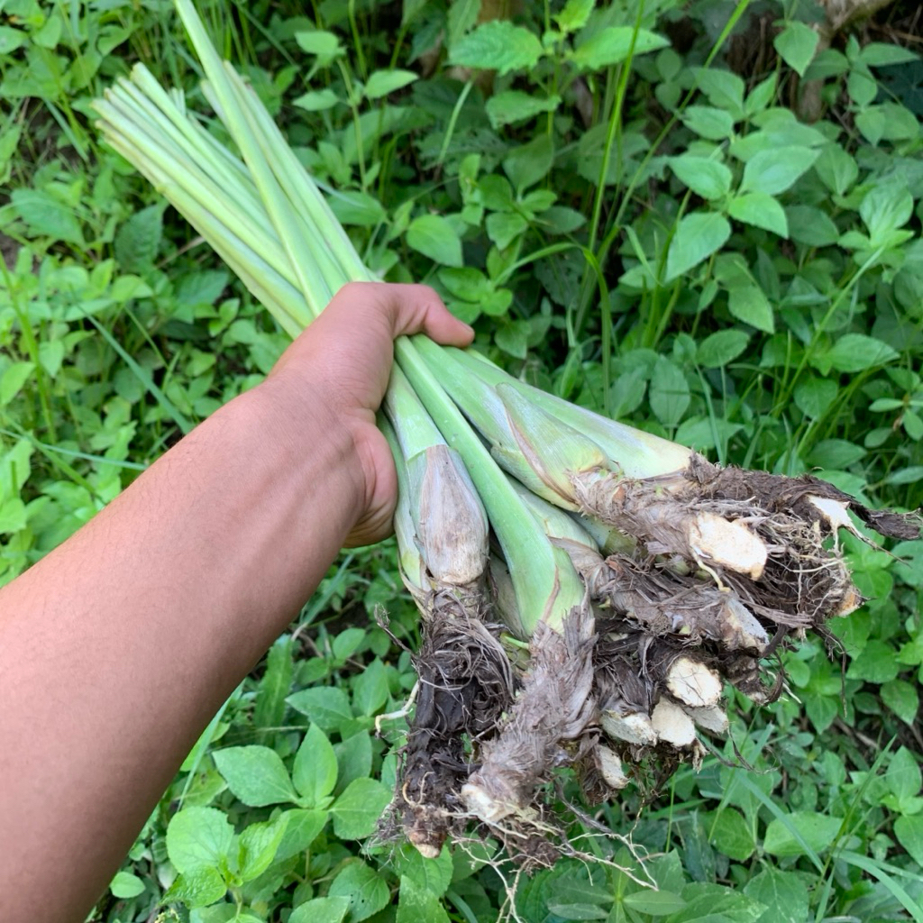

Sereh gajah segar Pres panen langsung paket per 10 batang.