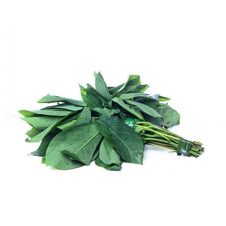 

Daun singkong segar 1 ikat