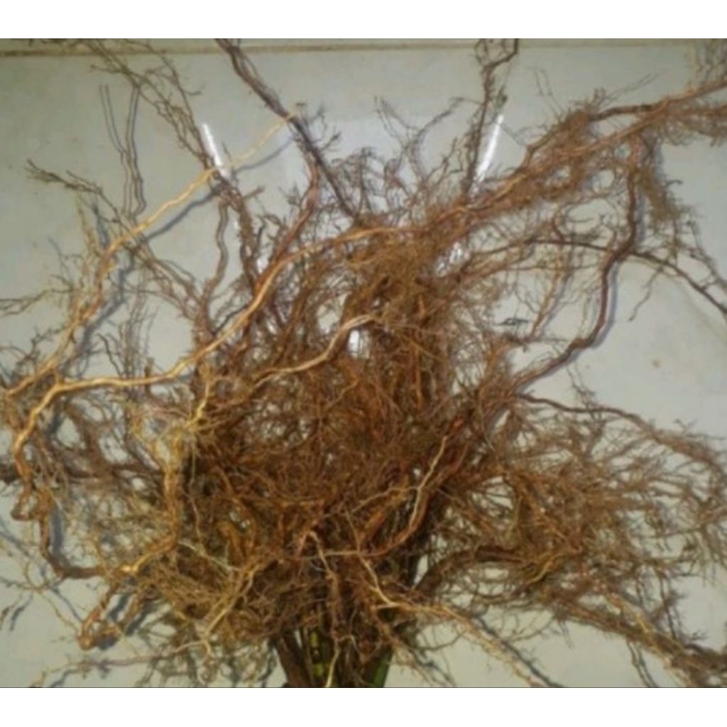 

Akar senggani akar senduduk utuh segar siap pakai 250 gram