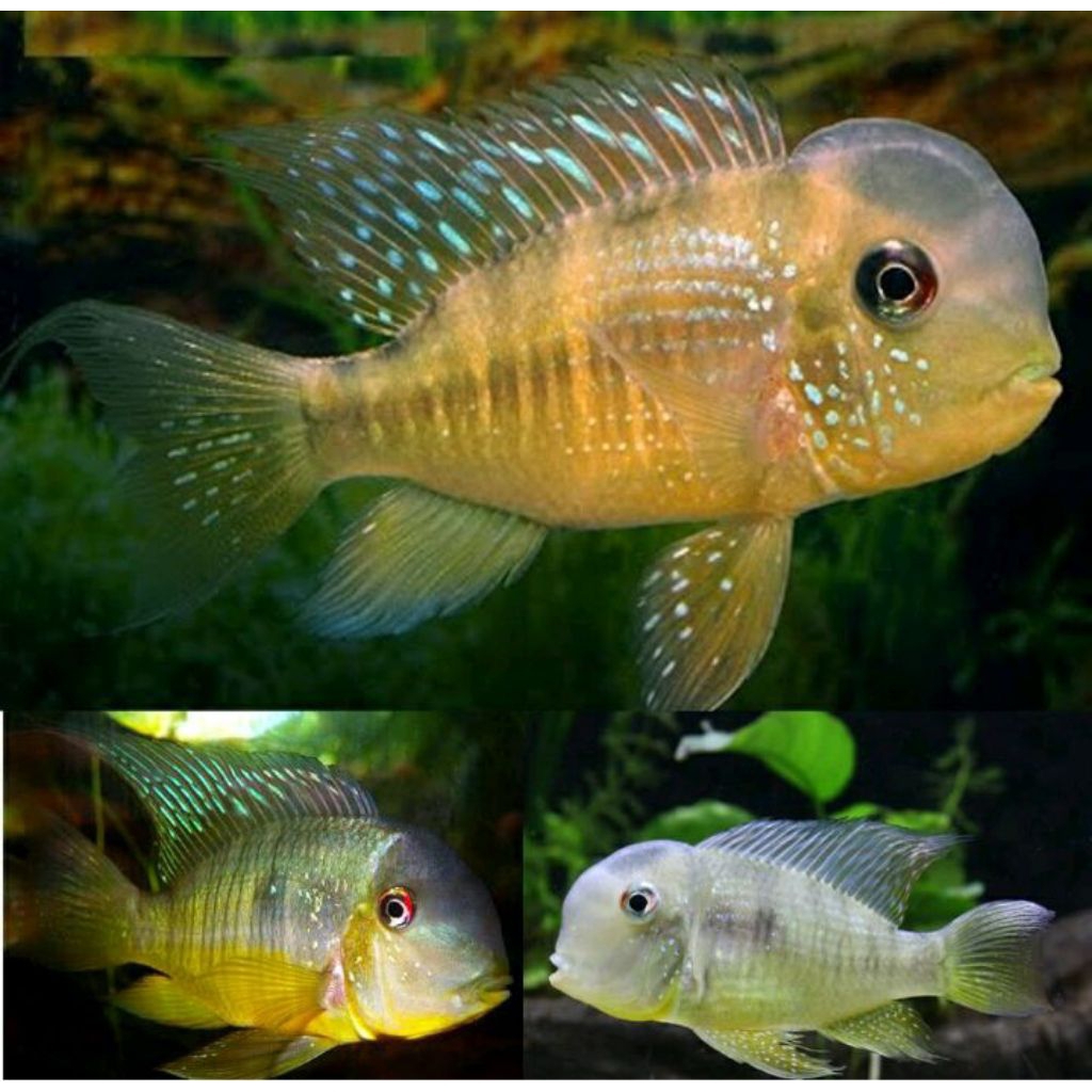 chilclid geophagus balzani