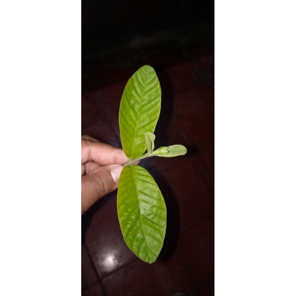 

(harga satuan) daun jambu biji /daun herbal