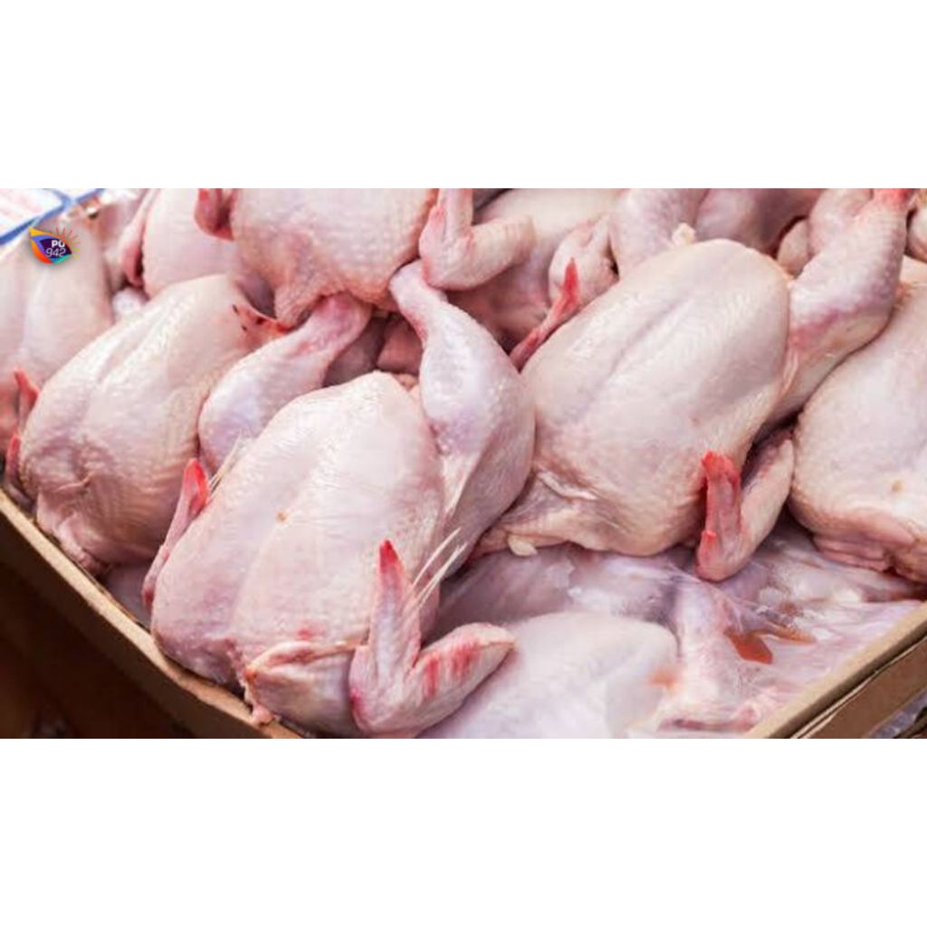 

AYAM NEGERI HIDUP/ AYAM NEGERI FRESH - 1 EKOR