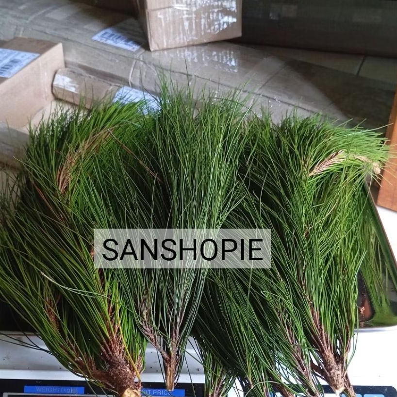 

Daun pinus segar - Tanpa lepas batang Paket 1 Kg
