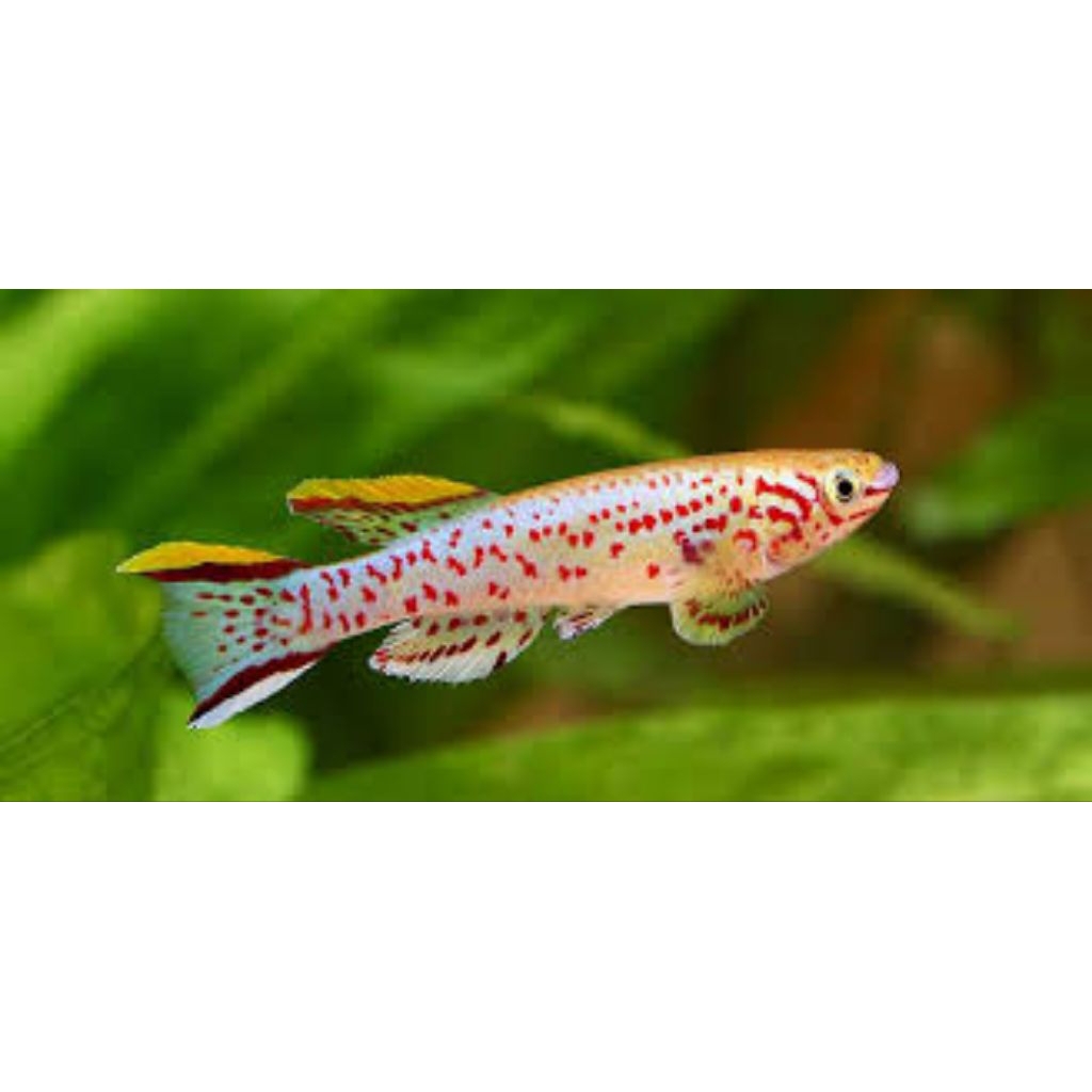 Ornamental Gardneri Killifish (Jantan)